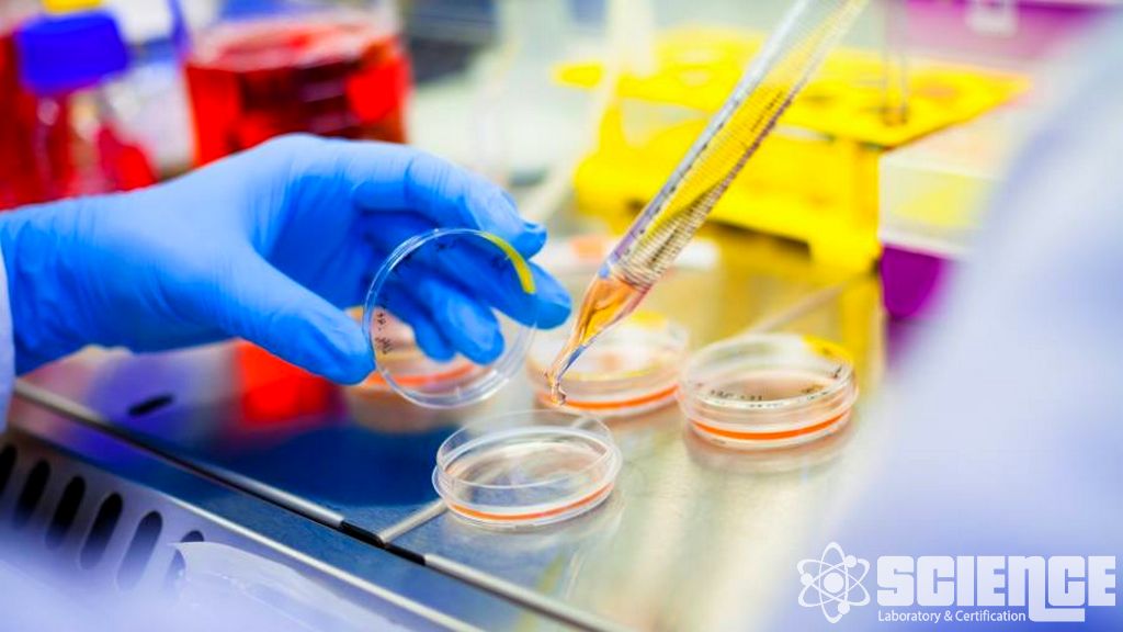 Mikoplazma Testi – PCR ve Geleneksel